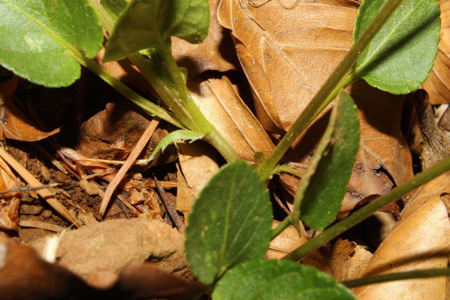 Viola da determinare